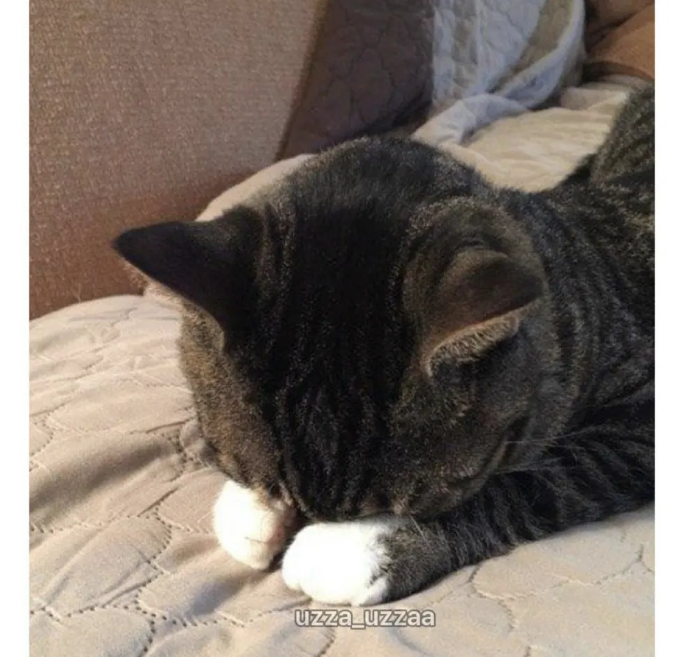 집사들이 환장하는 고양이 씹덕포인트.jpg