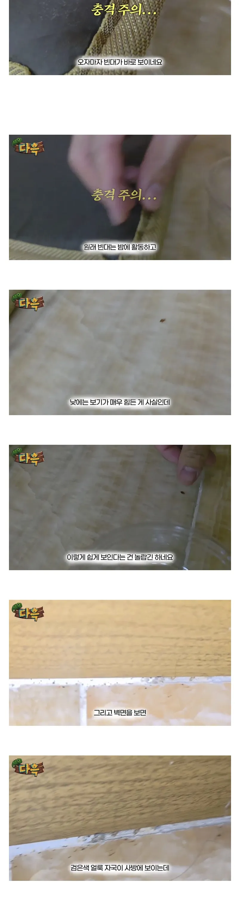 부산 찜질방 빈대 출현 소식 (약혐주의).jpg