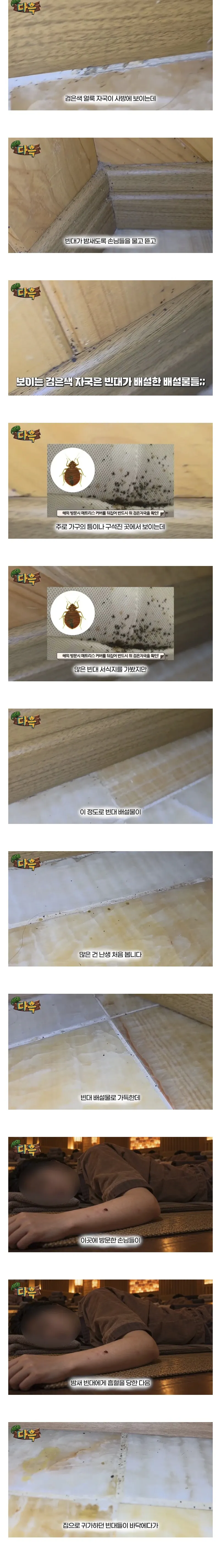 부산 찜질방 빈대 출현 소식 (약혐주의).jpg