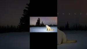 Remember November 2026 (AI 북극곰 노래)