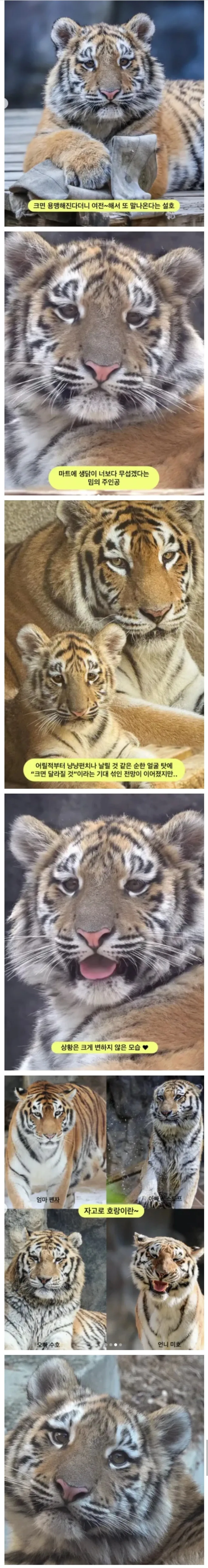 커지면 용맹해질 줄 알았는데
