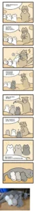 고양이 털 색깔은 어떻게 결정될까?