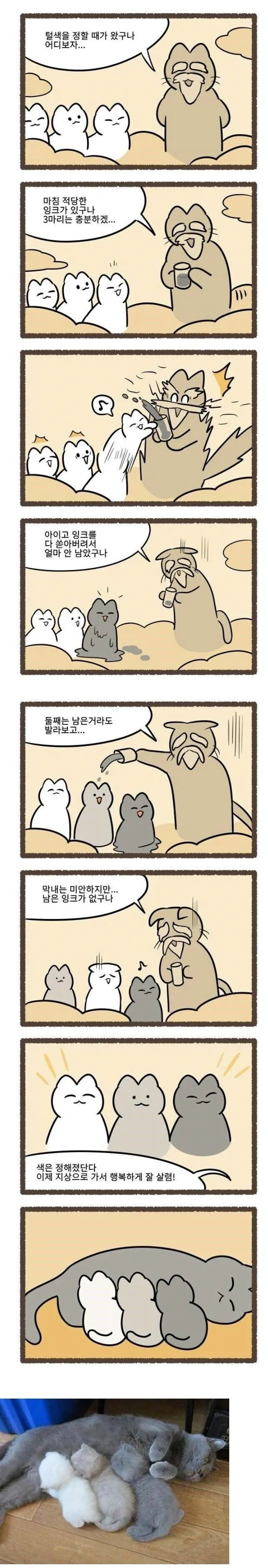 고양이 털 색깔은 어떻게 결정될까?