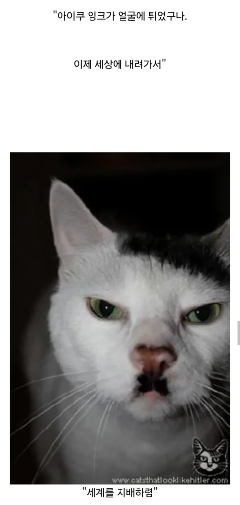 고양이 털 색깔은 어떻게 결정될까?