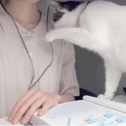 누나의 속살이 궁금한 고양이