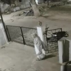 인도에서 원숭이 공격 받은 여성 사망