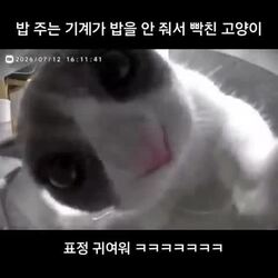 급식기 오작동에 격분한 고양이