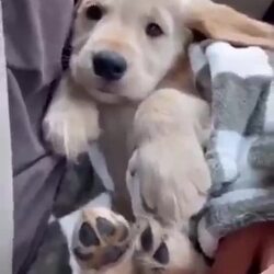 새로 입양된 강아지의 표정