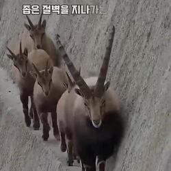 야생 다큐 촬영팀 모두 숨죽이는 순간