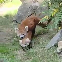 레서판다 새끼가 둥지 밖으로 발을 내딛는 모습이에요.