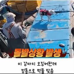 시골 똥개, 삼치 한 상자와 교환.gif
