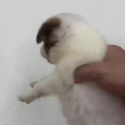 바둑이, 배가 빵빵해요