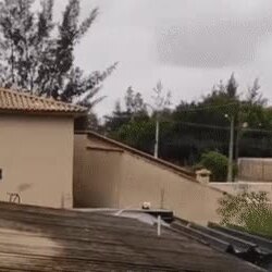 옆집 개가 이상한 것 같아요, 엄마!
