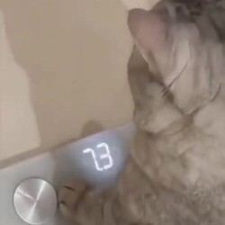 뚱뚱한 고양이, 다이어트 필요성