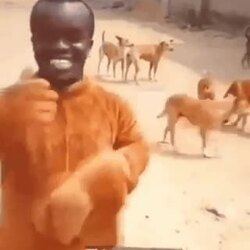 동네에 나타난 들개와 친구 되기.gif