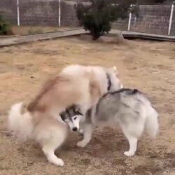 '귓구녕에 ㅈ박았냐'는 말, 실제로 실행 중