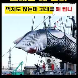 일본, 먹지 않는 고래 계속 포획하는 까닭