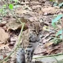 "Leopardus Tilcayo" 신종 고양이, 볼리비아서 발견