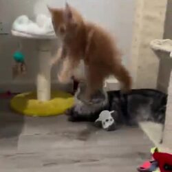 기분이 상한 고양이