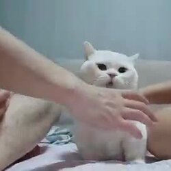 여집사만 쎄게 무는 냥아치