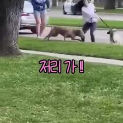 미국 경찰, 목줄 없는 맹견에 대한 대처법
