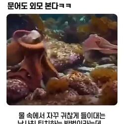 암컷 문어도 못생긴 수컷을 싫어한다