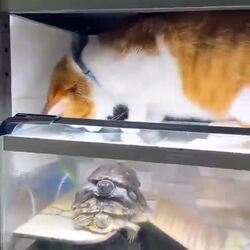 거북이를 강제로 물에 넣는 방법