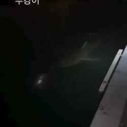 부산 상어 부캉이, 과열되는 구경거리