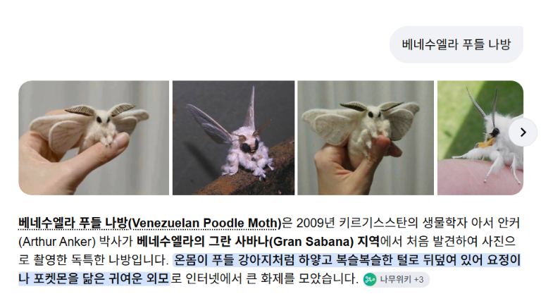 베네수엘라 푸들 나방