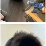 집안을 돌아다니는 외눈박이 생명체