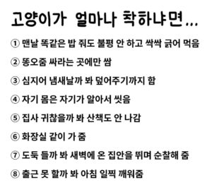 고양이가 얼마나 착하냐면..