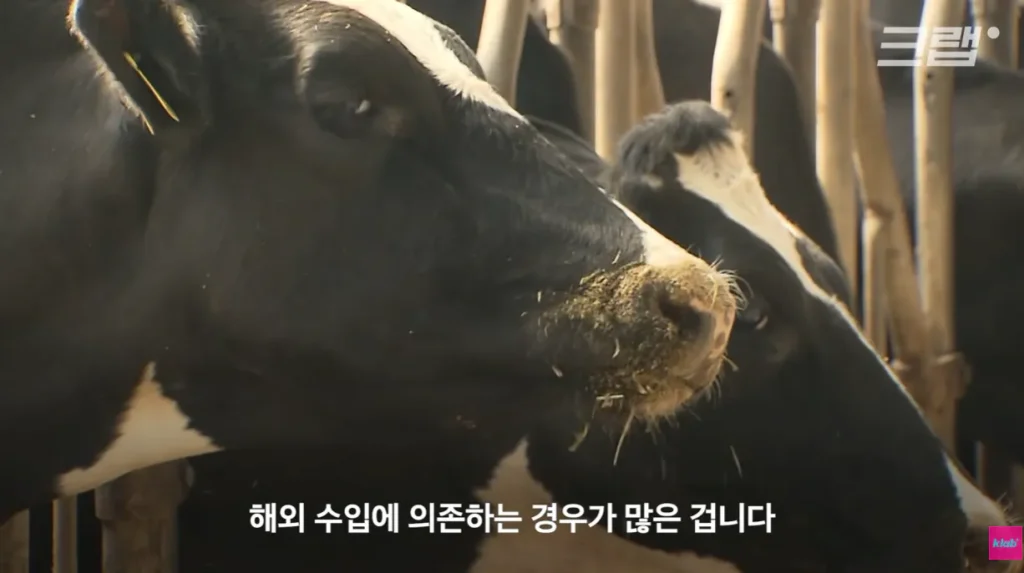 40년만에 최저수준을 찍었다는 우유 소비.news