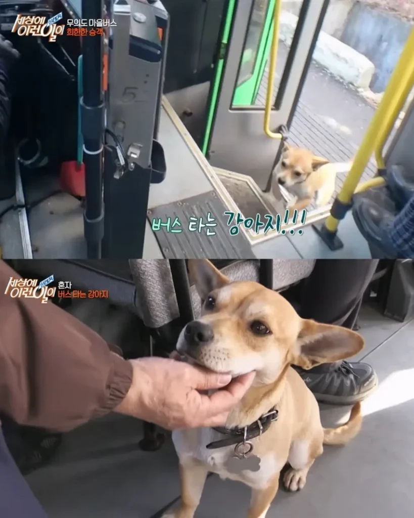 고전] 친구 만나러 혼자 버스타고 5km를 무임승차하는 초롱이.jpg