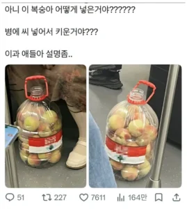 복숭아 어떻게 넣은 거야
