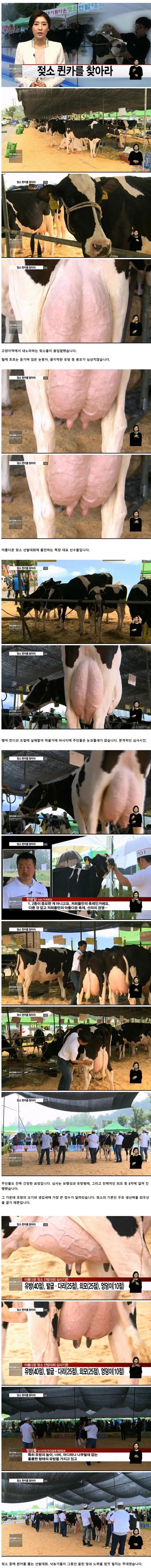 실제로 있는 젖소 대회
