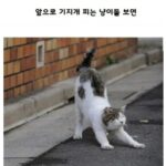 고양이가 사람보고 기지개를 하는 이유.jpg