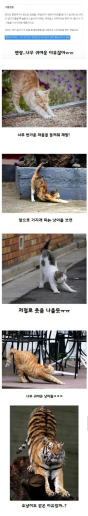고양이가 사람보고 기지개를 하는 이유.jpg