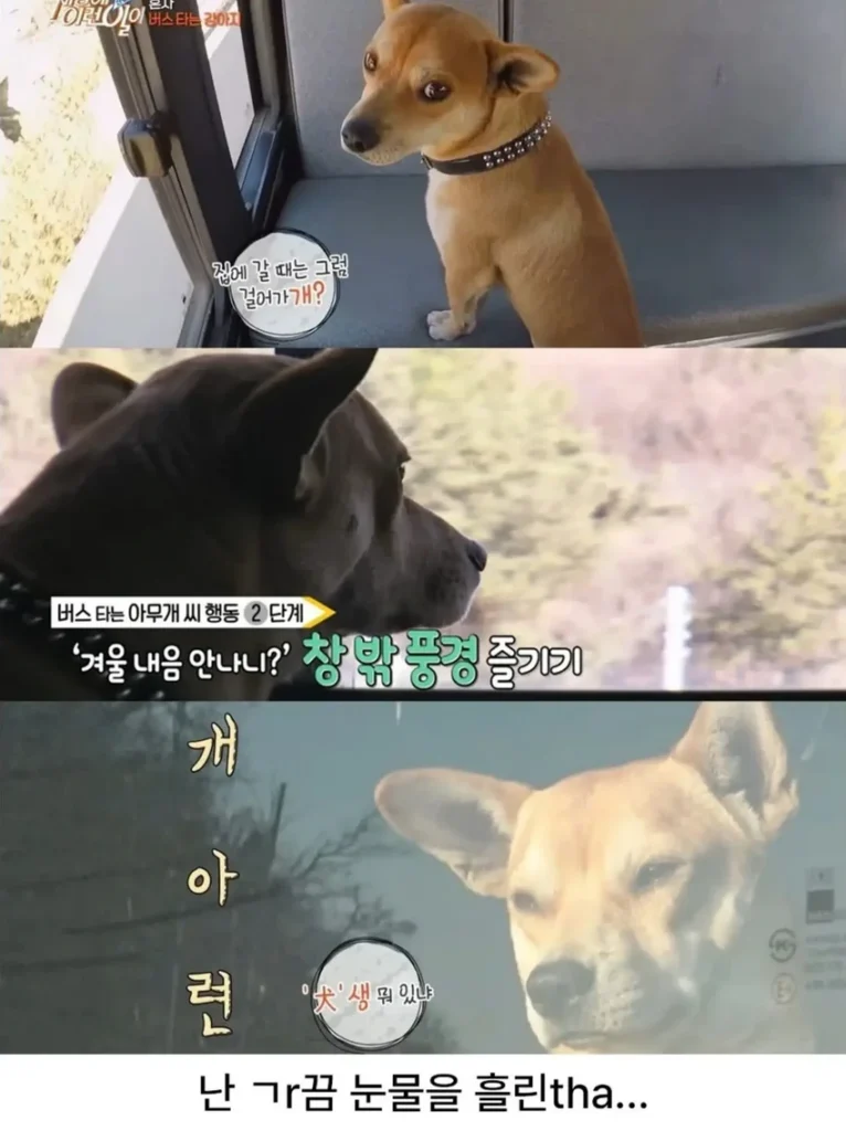고전] 친구 만나러 혼자 버스타고 5km를 무임승차하는 초롱이.jpg