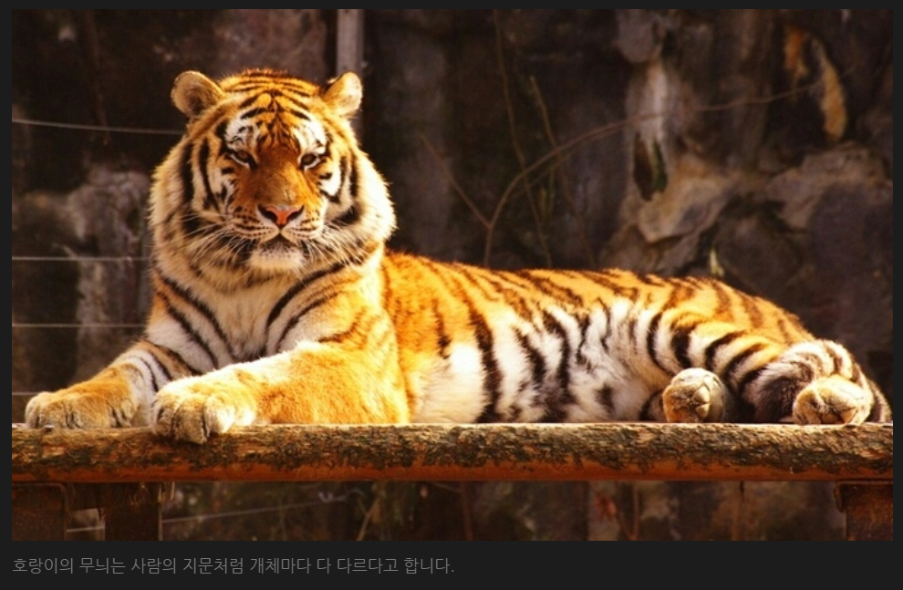 이색기 이거 순사기챔이었네