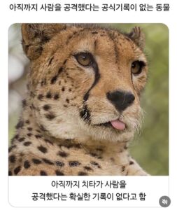 사람을 해친 기록이 없다는 치타