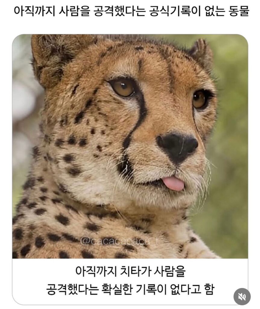 사람을 해친 기록이 없다는 치타