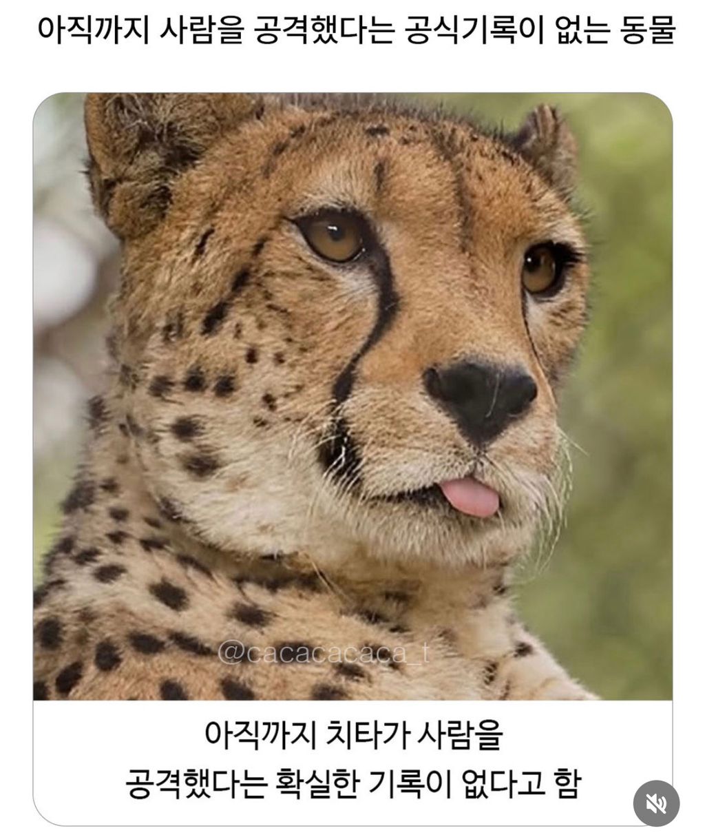 사람을 해친 기록이 없다는 치타