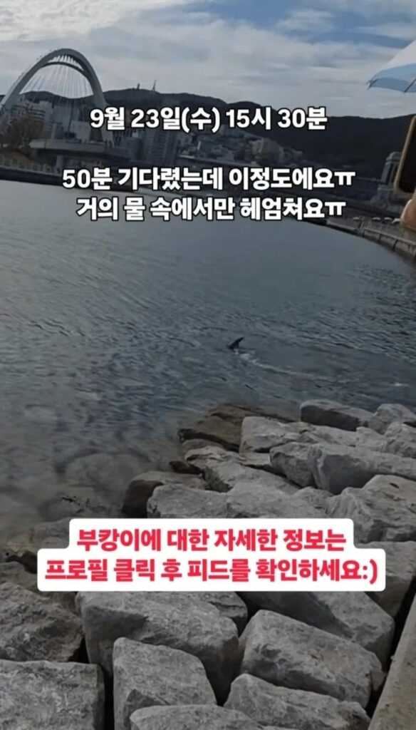 부캉이 실제로 보러가면 실망스럽다는 부분
