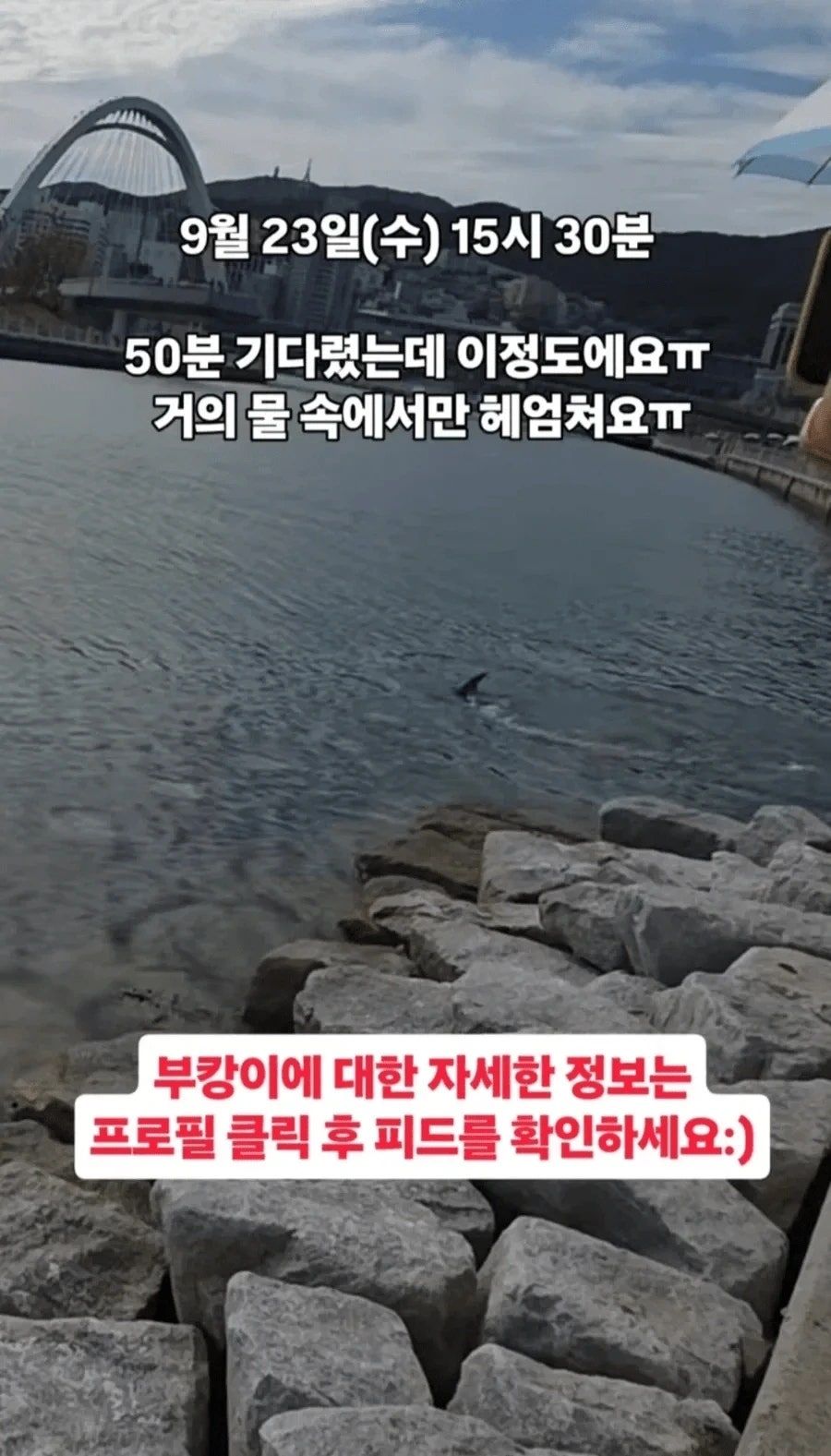부캉이 실제로 보러가면 실망스럽다는 부분