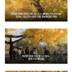 핫플로 유명한 800살 반계리 은행나무 나이 거짓으로 밝혀져