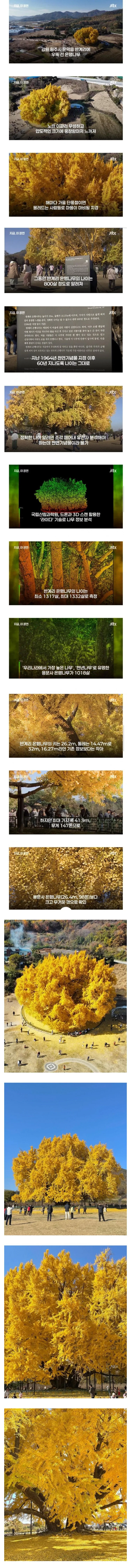 핫플로 유명한 800살 반계리 은행나무 나이 거짓으로 밝혀져