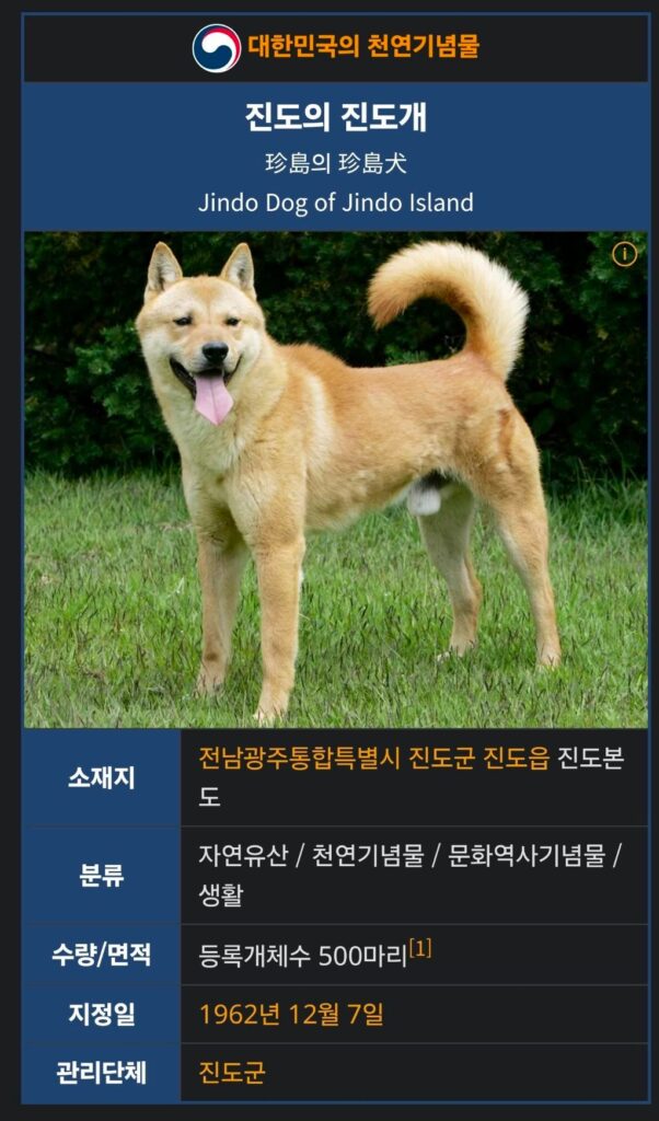 최고속도 60k 진돗개 전력질주 하는 모습