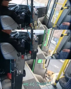 고전] 친구 만나러 혼자 버스타고 5km를 무임승차하는 초롱이.jpg