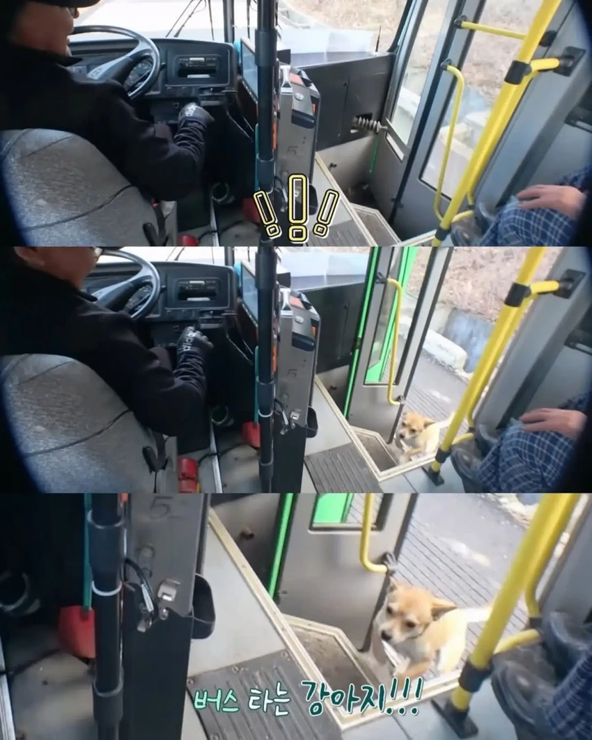 고전] 친구 만나러 혼자 버스타고 5km를 무임승차하는 초롱이.jpg