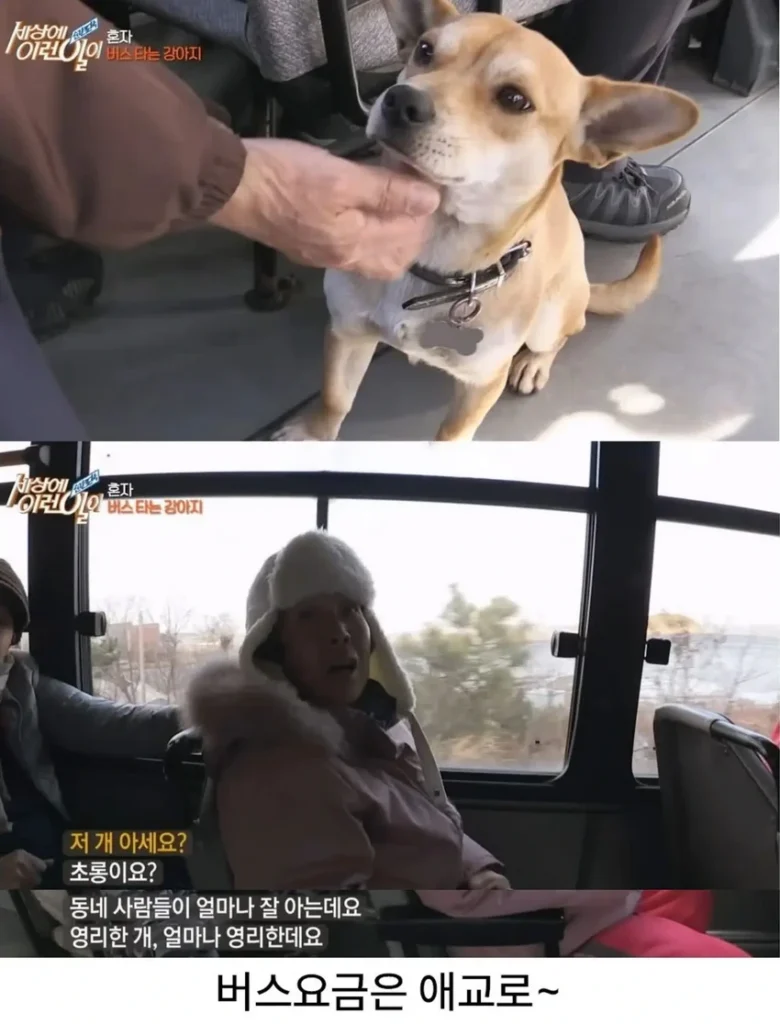 고전] 친구 만나러 혼자 버스타고 5km를 무임승차하는 초롱이.jpg